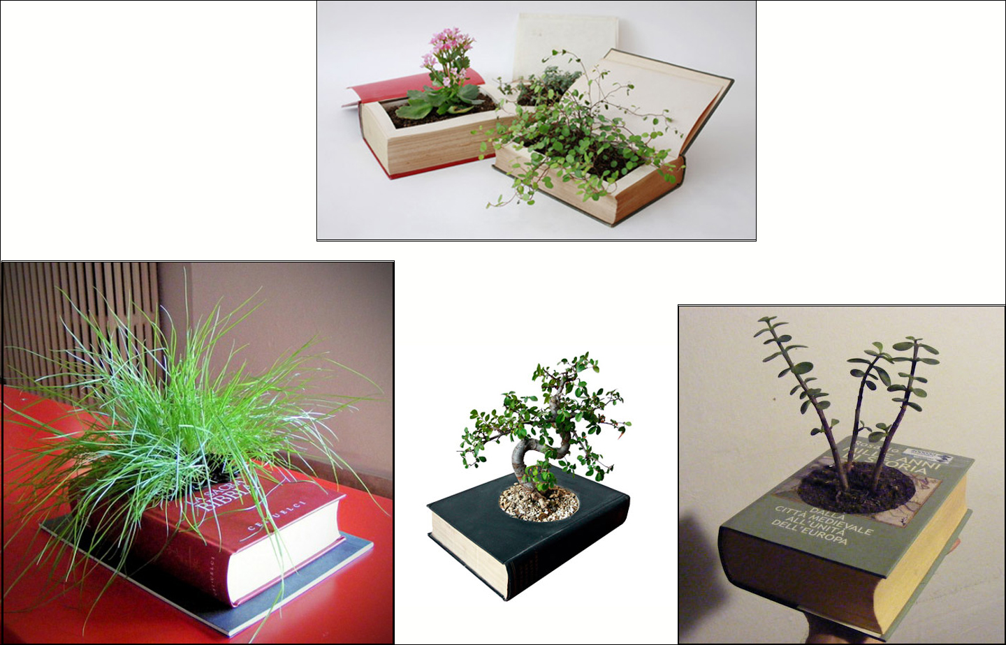 Саксии от книги