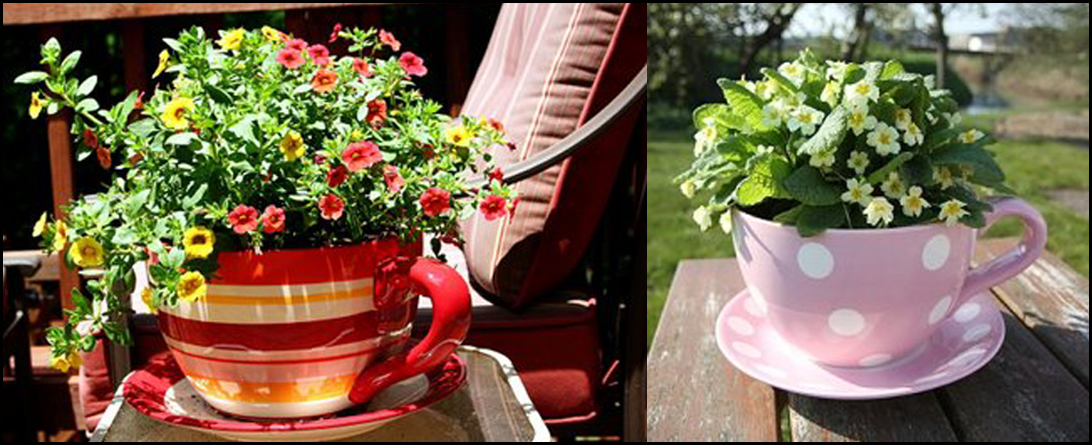 Саксии от чаши