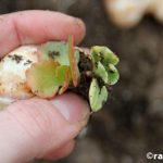 Мини градина в черупка от охлюв