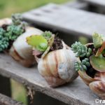 Мини градина в черупка от охлюв