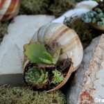 Мини градина в черупка от охлюв