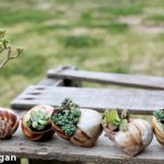 Мини градина в черупка от охлюв